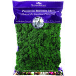 Reindeer Moss